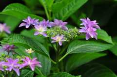 季節の花CDLXXVII！