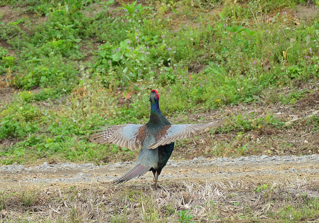 身近にいる野鳥CCCLXVII