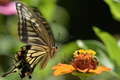 花と蝶II-I! 花と蝶II-I!