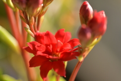 季節の花MDLVI！