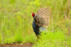身近にいる野鳥CDLIII！