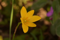 季節の花MDXVII！