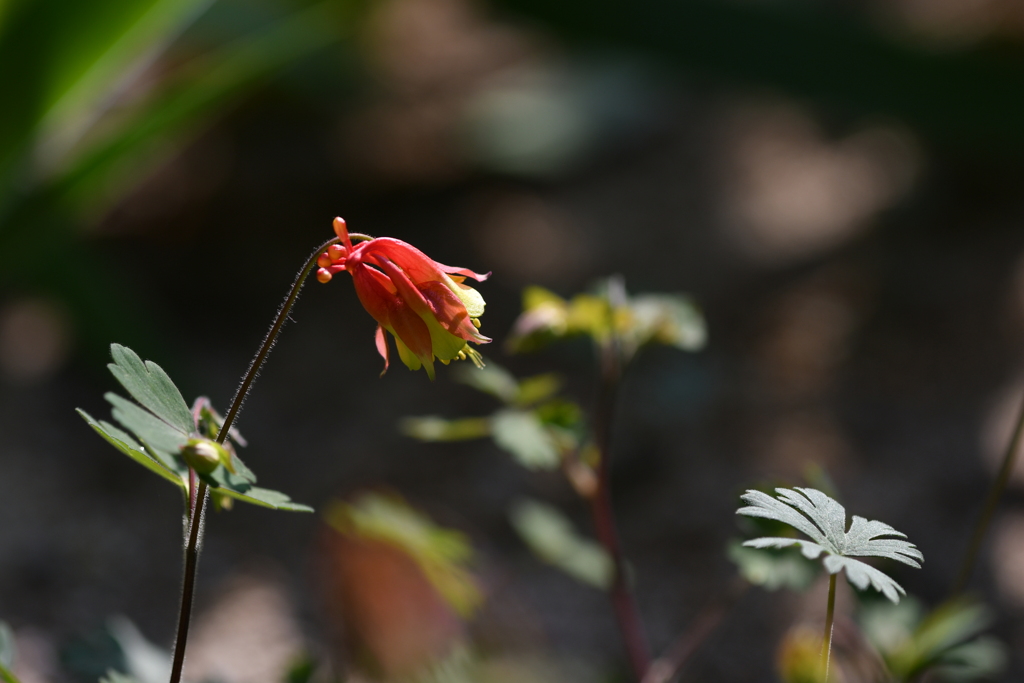 季節の花CCCLXXI！