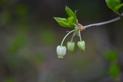 季節の花DCLVII！