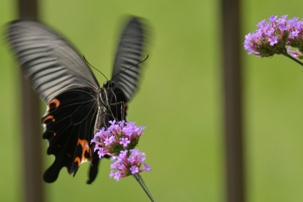 花と蝶II-LXXXVII！