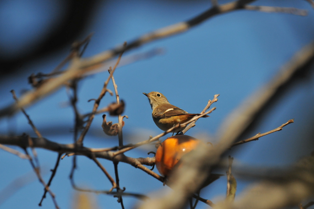 里山の野鳥VI！