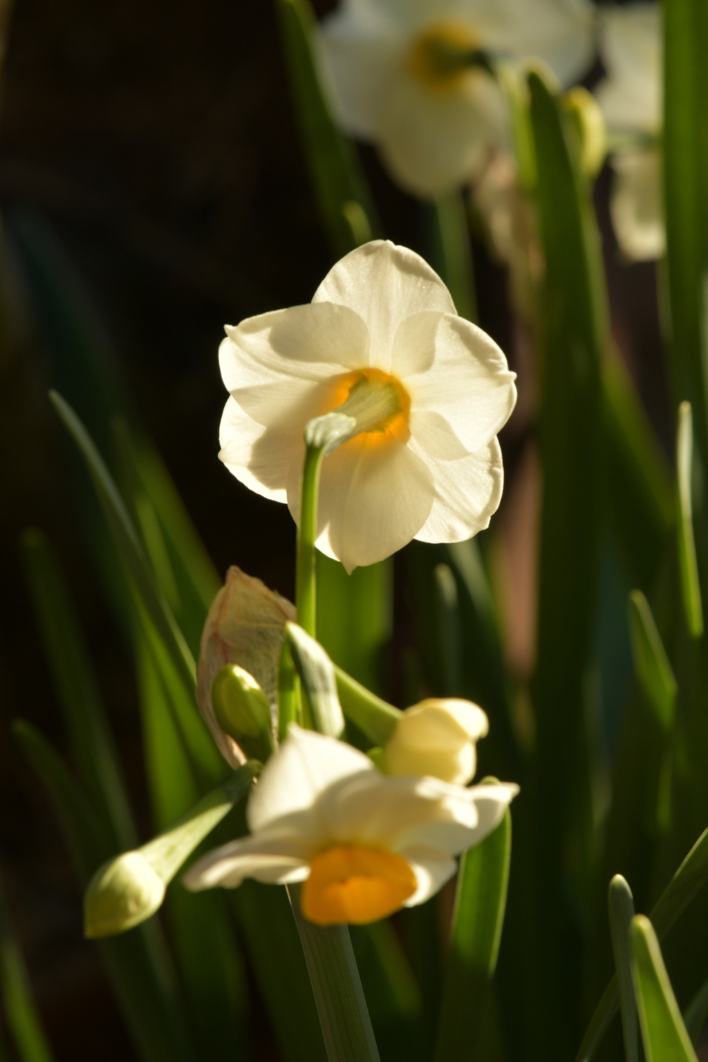 季節の花DXLIII！