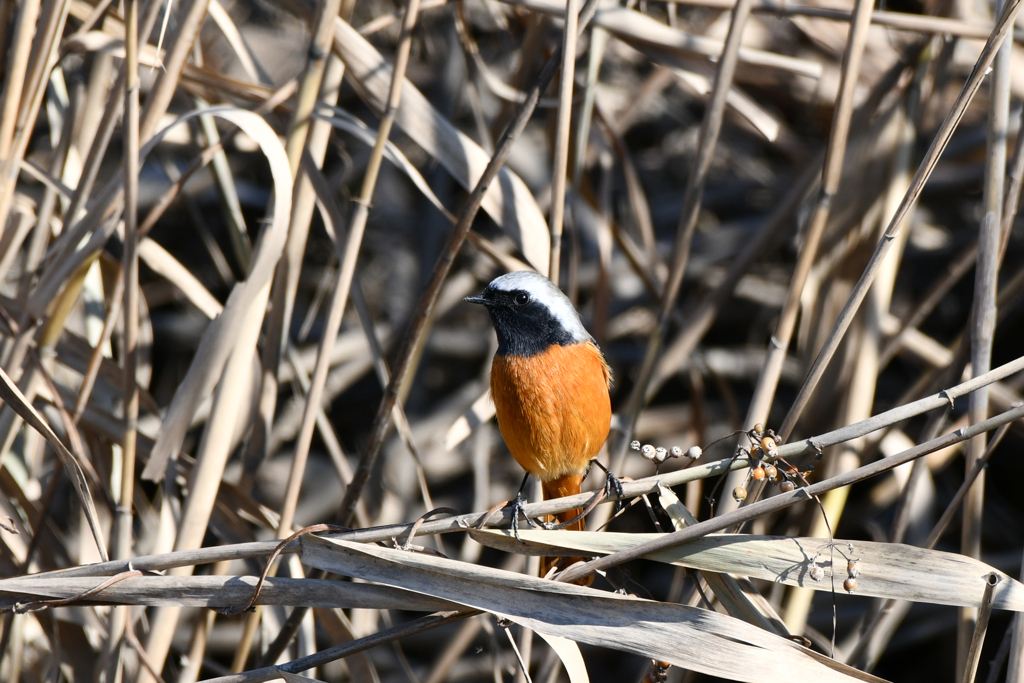 身近にいる野鳥CXX！