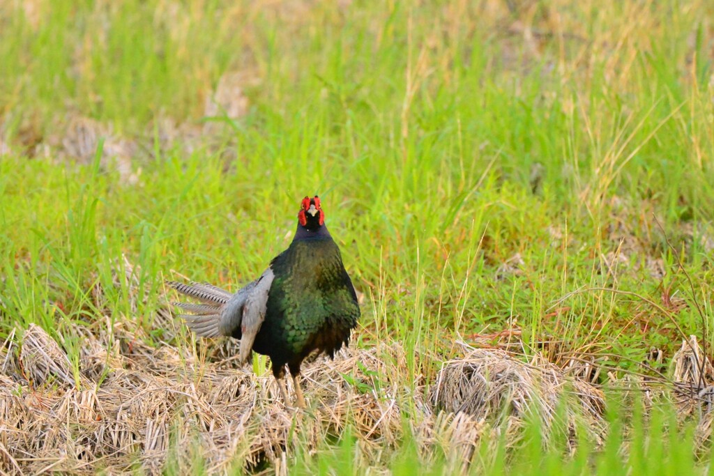 身近にいる野鳥D！