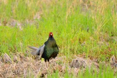 身近にいる野鳥D！