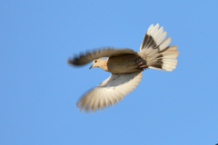 身近にいる野鳥VI！