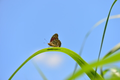 里山の蝶XC！