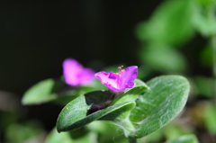季節の花CCXL！