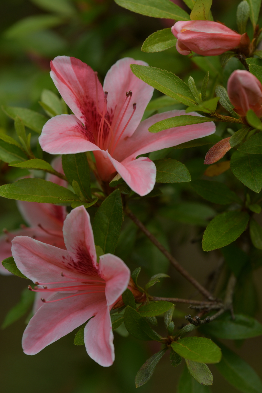 季節の花MCDLXXVII！