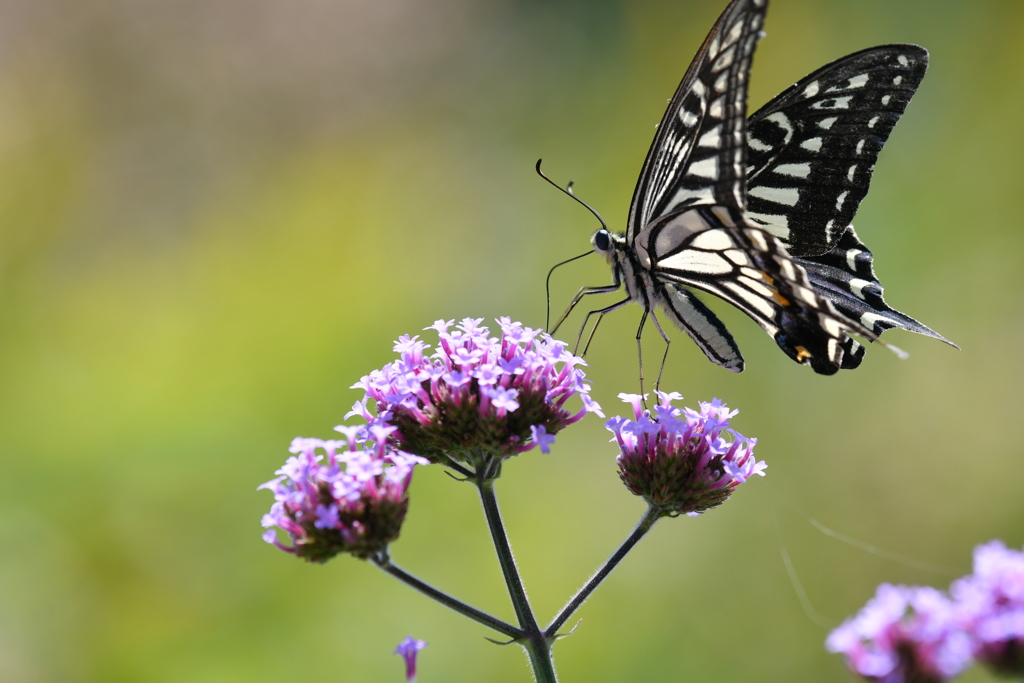 花と蝶MCCXXXIX！