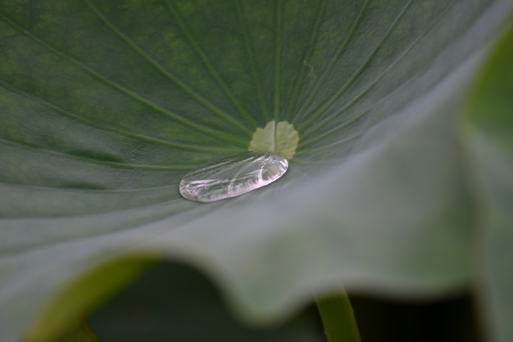 季節の花CCV！