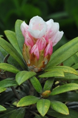 思い出の花！
