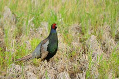 身近にいる野鳥CDXCIV！