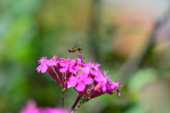 虫・昆虫と花XXXVIII！