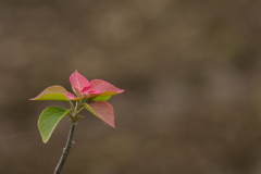 季節の花CMLXV！