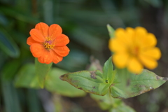 季節の花MDXXX！