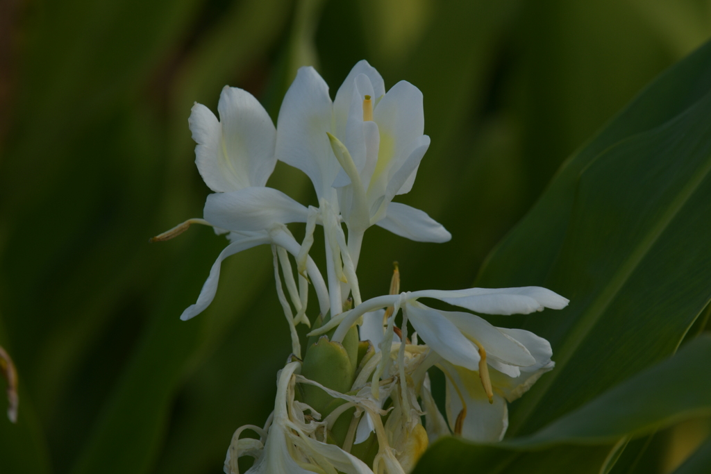 季節の花MXCI！