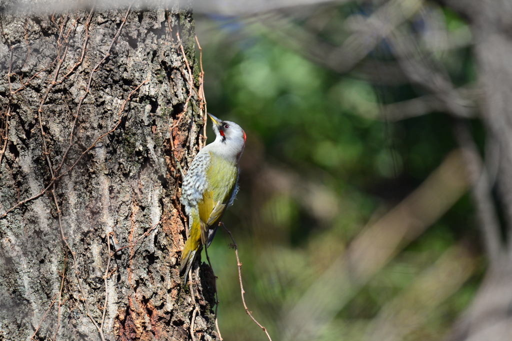 身近にいる野鳥CXXVIII！