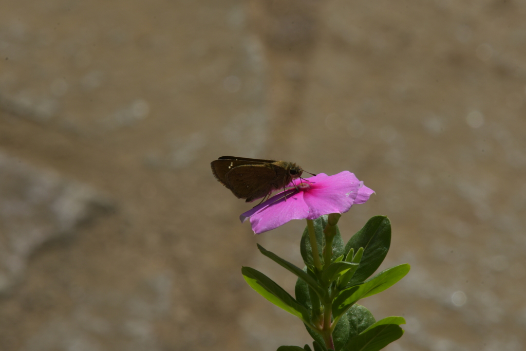 花と蝶II-CXLII！