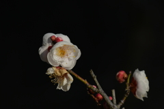 季節の花MDLXXXV！