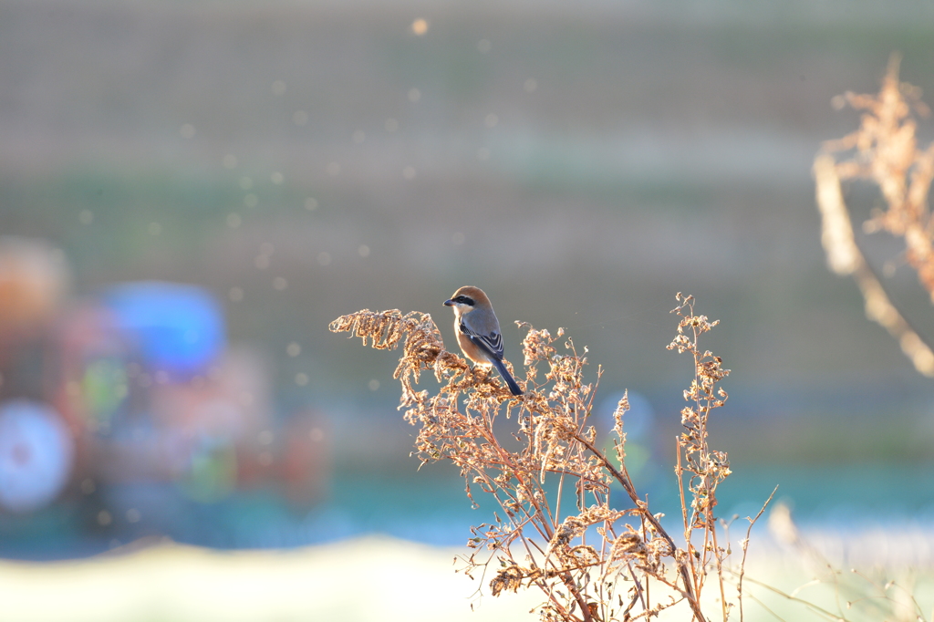 里山の野鳥XXVI！