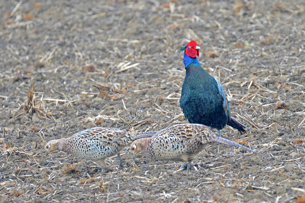 里山の野鳥XCIII！