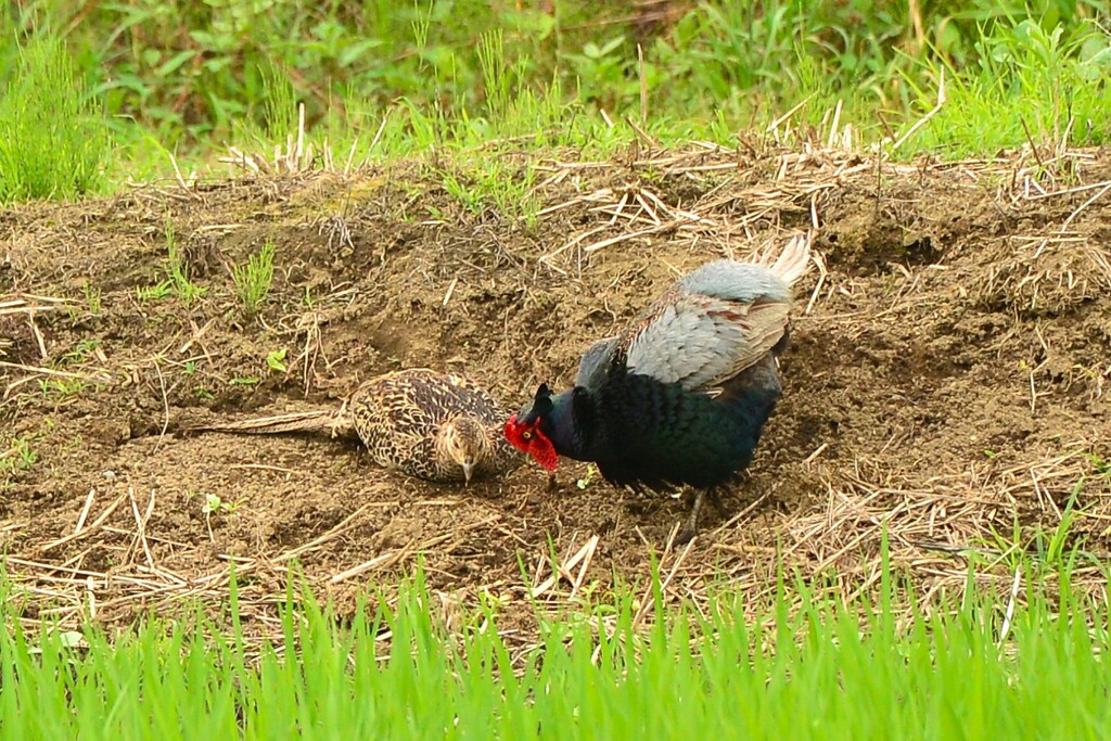 身近にいる野鳥CDLXII！