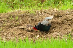 身近にいる野鳥CDLXII！