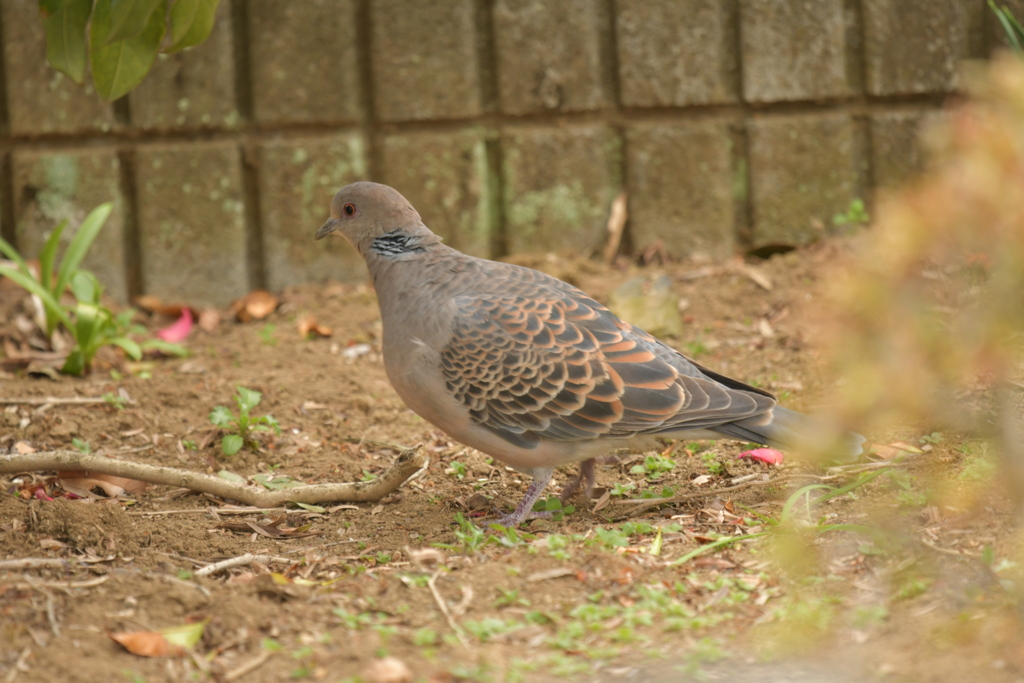 身近にいる野鳥DXVIII！