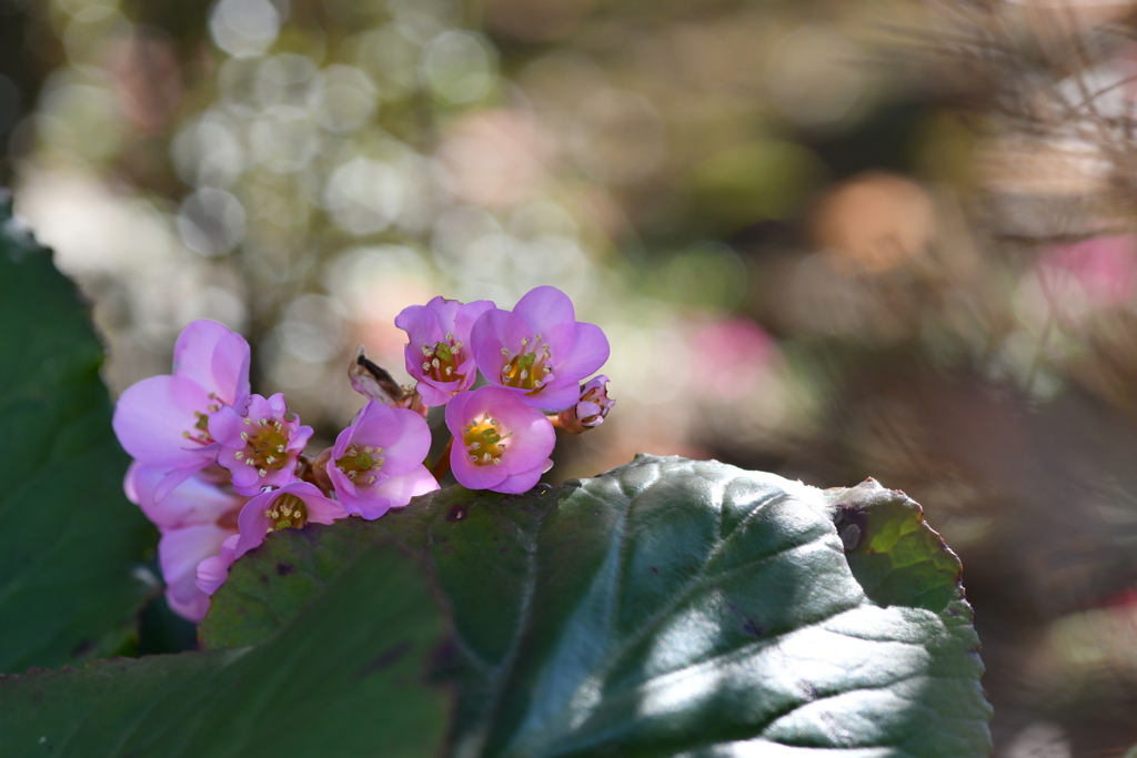 季節の花CCLXXXVI！