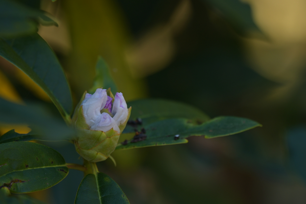 季節の花MLXXX！