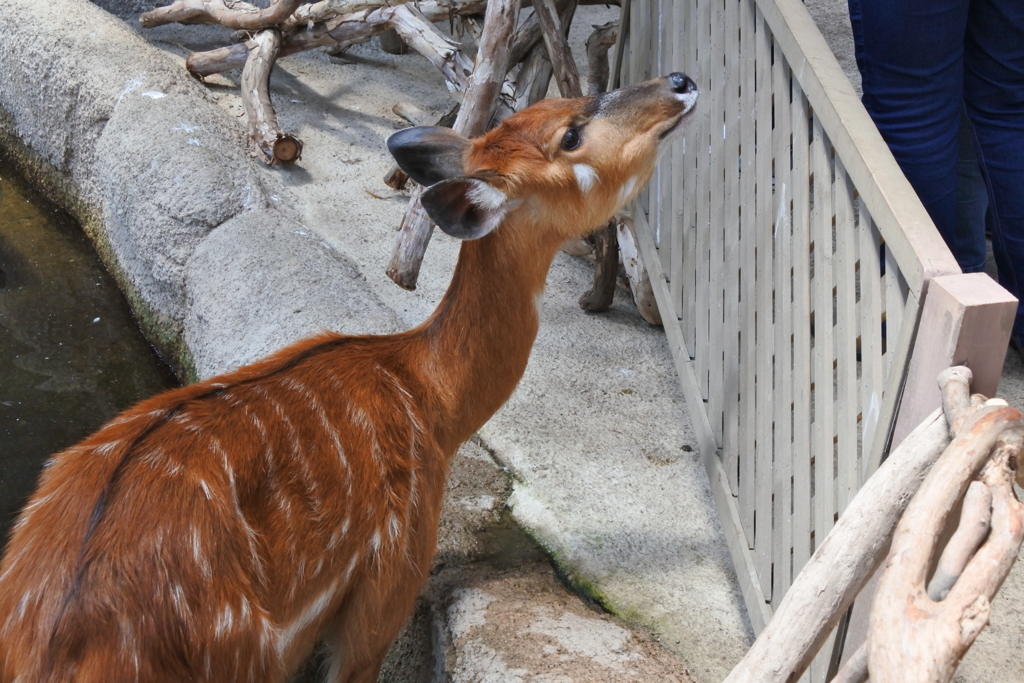 那須動物王国XI！