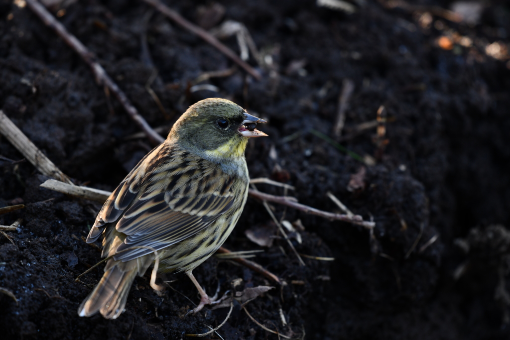 里山の野鳥LXXIX！