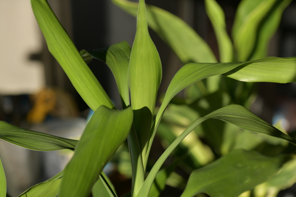 季節の花MDLVIII！