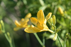季節の花LXXVIII！