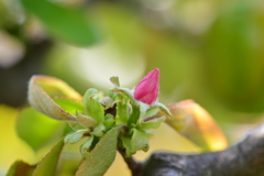 季節の花CCCLXIII！