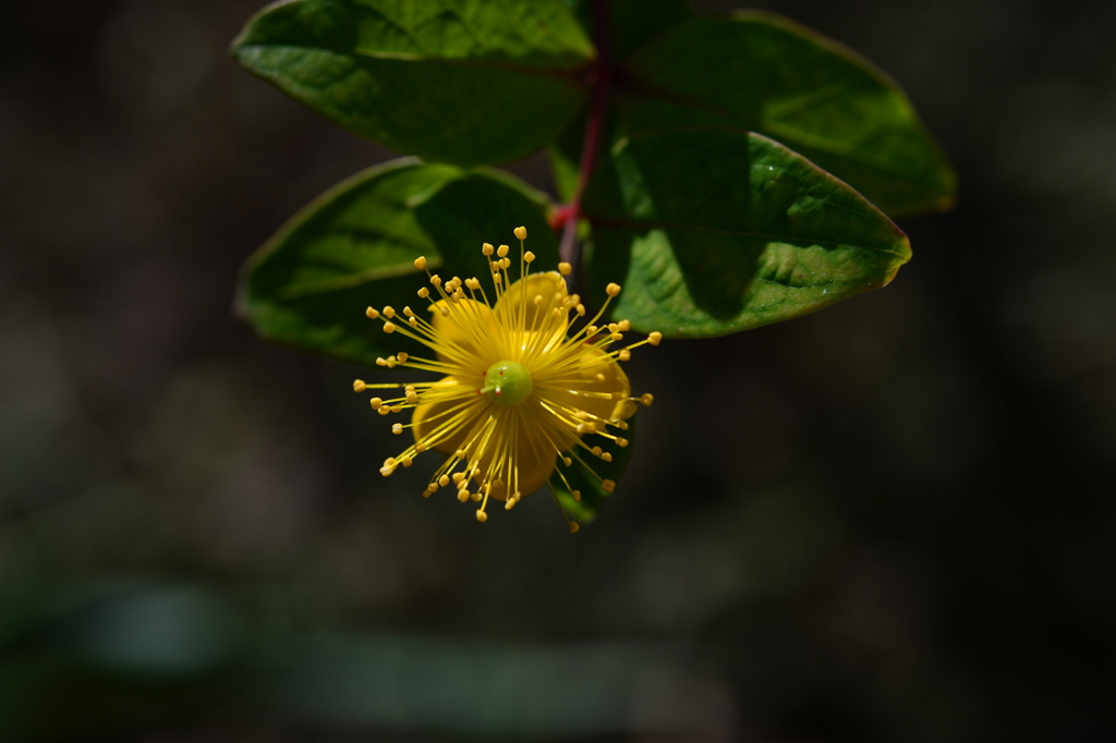 季節の花DCCCV！