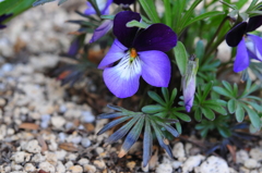 季節の花CCCLXXXIV！