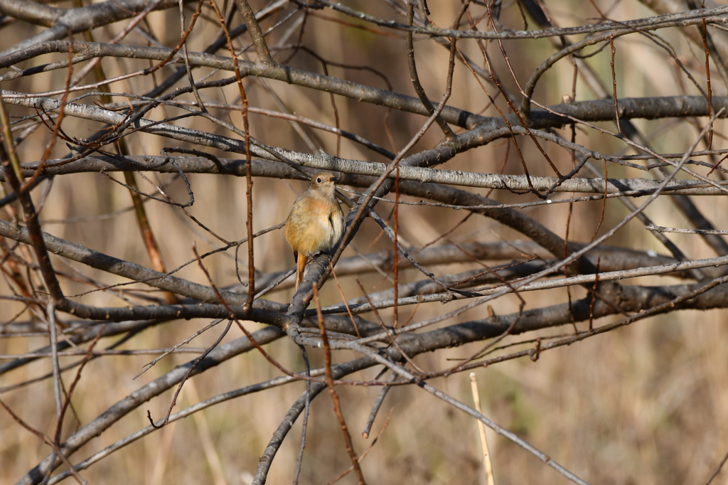 里山の野鳥LXXV！