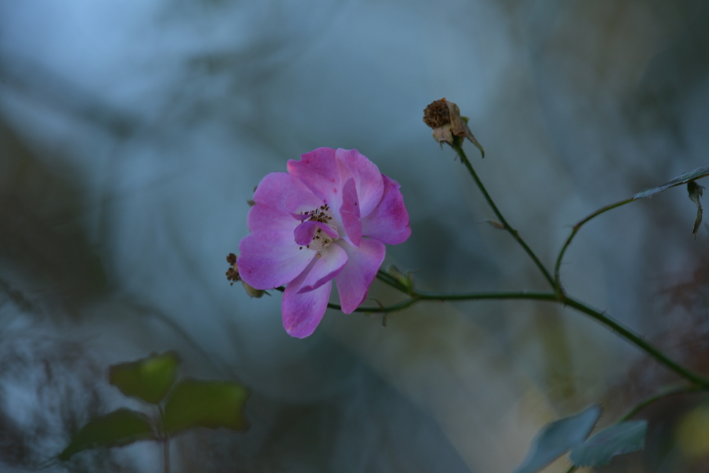 季節の花MLXXXV！