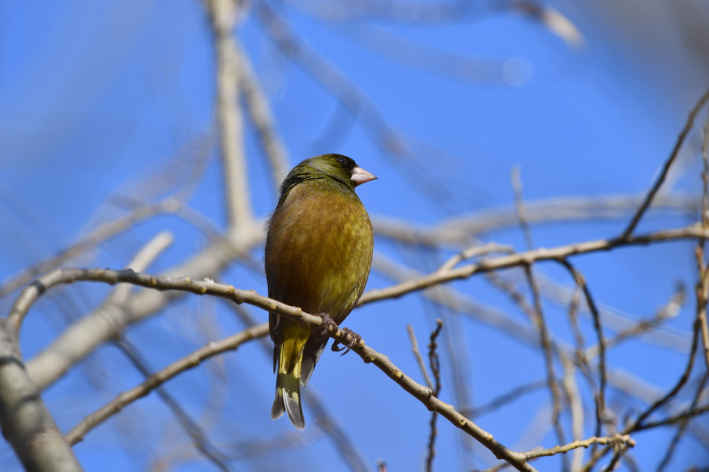里山の野鳥CIX！