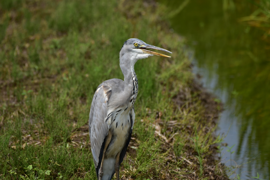 身近にいる野鳥XXXVIII！