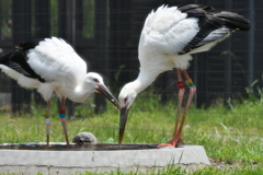 里山の野鳥CXXXIII！