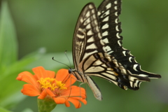 花と蝶II-CXXXIV！