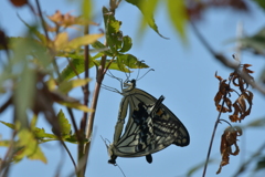 恋の季節CCLV! 恋の季節CCLV!